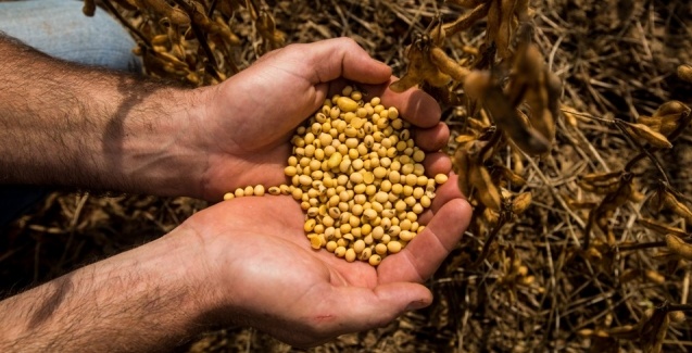 Pirataria de sementes é um dos maiores desafios do agronegócio