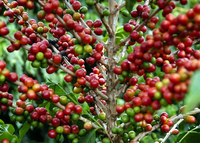 Apesar do frio, café registra queda no preço nesta segunda-feira