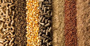 Produção de alimentos para animais na América Latina supera 163 milhões de toneladas