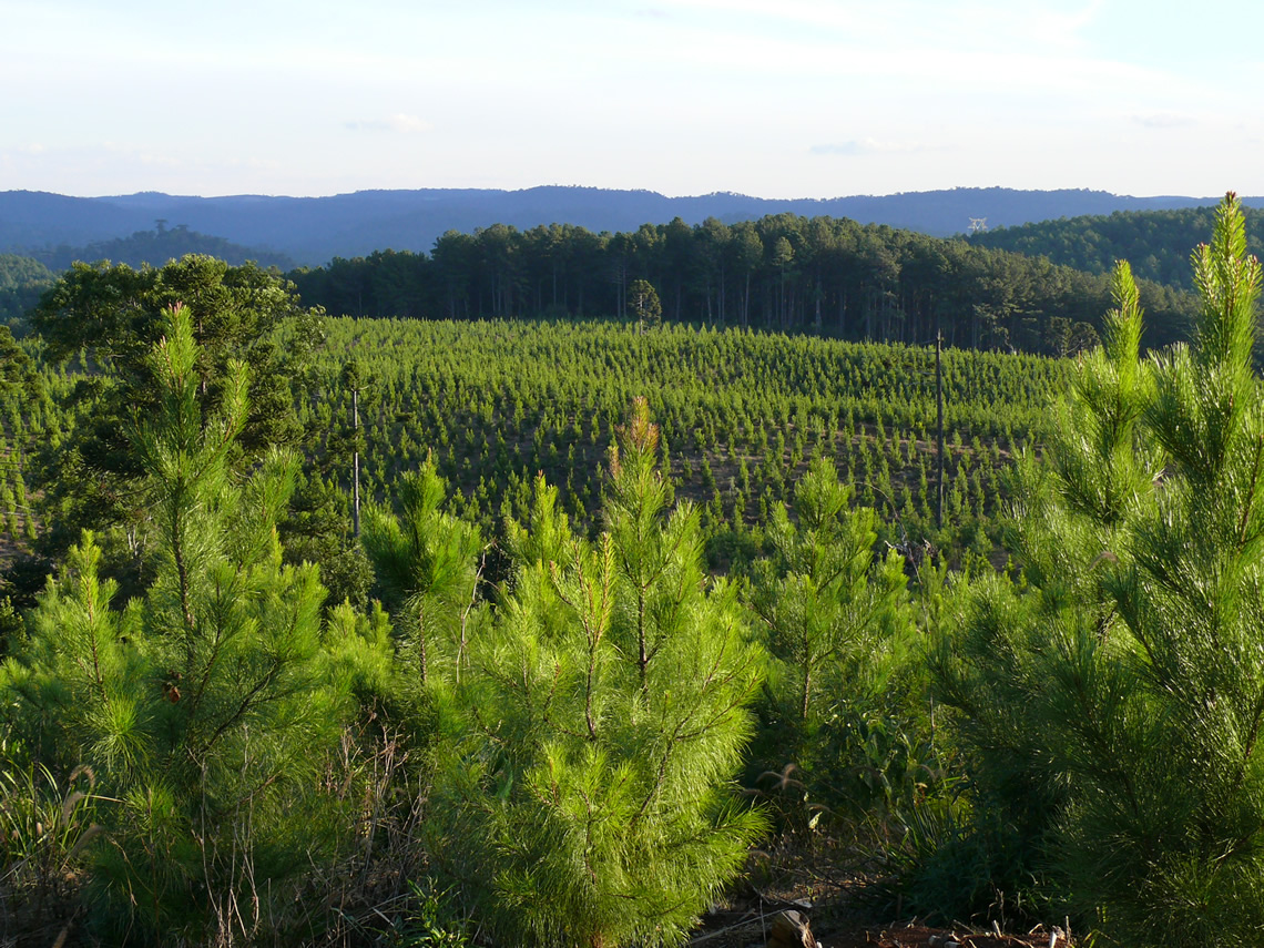Valor da produção florestal no Brasil cresce 8% e atinge R$ 20,6 bilhões