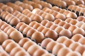 Produção de ovos bate recorde