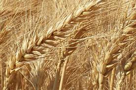 Clima impacta produção mundial de trigo na safra 2021/22
