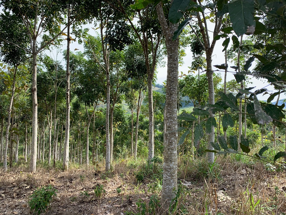 Investir em árvores é ideal para quem busca diversificar os negócios