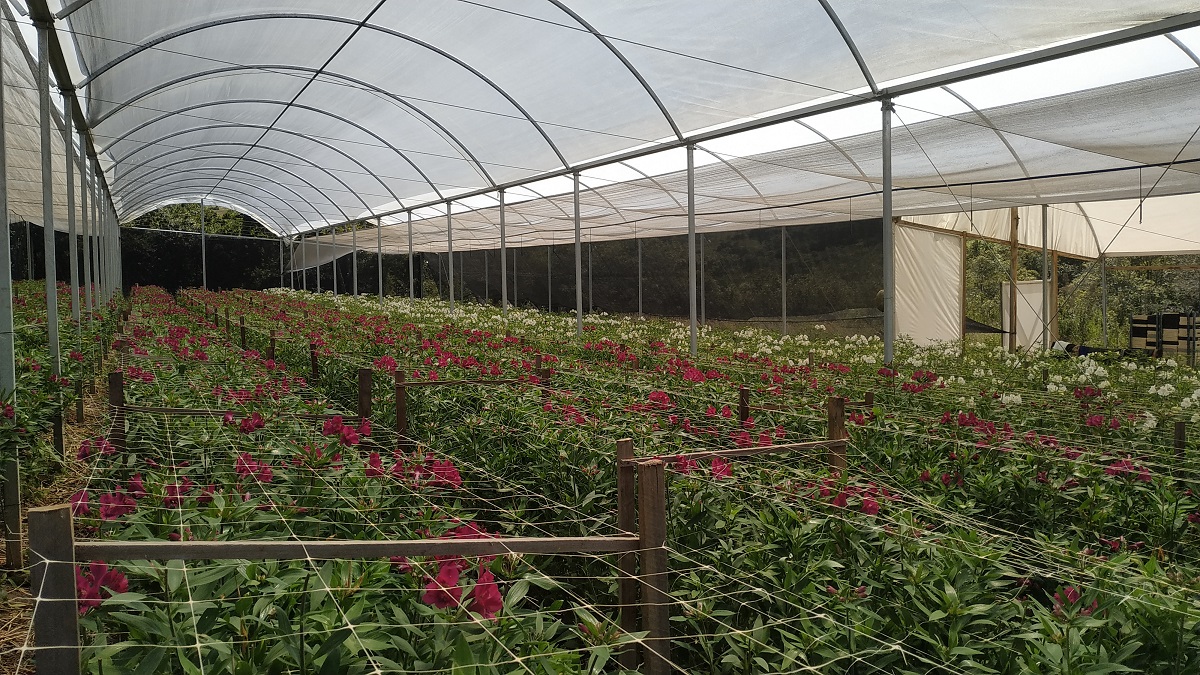 Ibraflor prevê falência de 66% dos produtores de flores e de plantas ornamentais