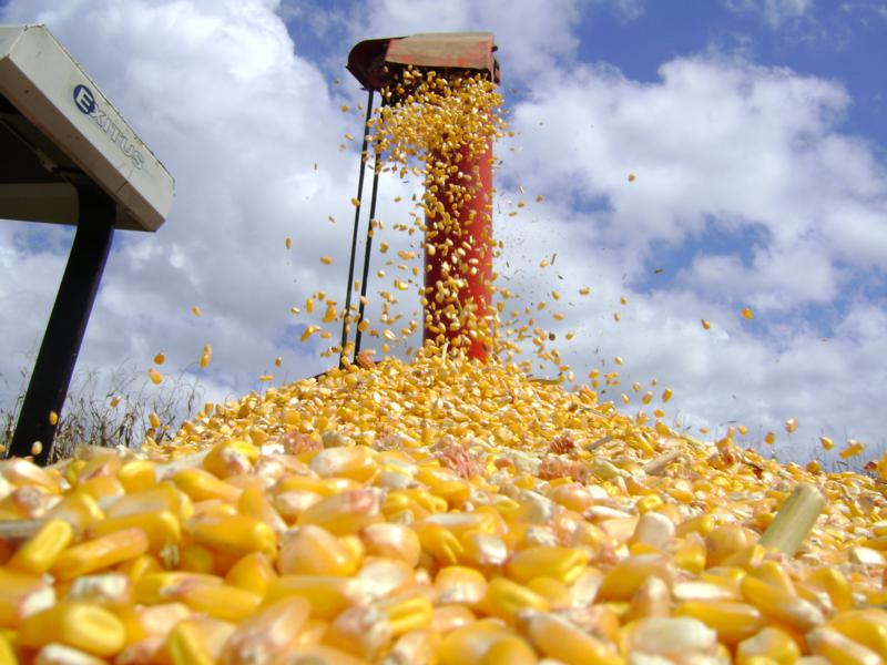 Brasil pode superar os Estados Unidos na exportação de milho em 2023