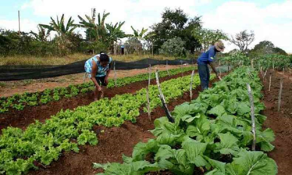 Decreto adia exigência de CNPJ para autônomos e produtores rurais
