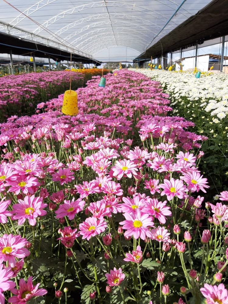 Flores no autoatendimento: produtores paranaenses usam a criatividade para enfrentar a crise