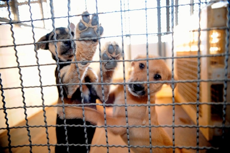 Setores de pet shops, agronegócio e autopeças reduzem perdas na pandemia