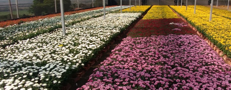 Flores para Finados devem crescer em faturamento, mesmo com redução do volume
