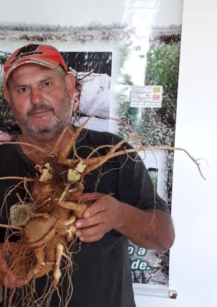 De Querência do Norte para a Ásia: produtores fazem a primeira exportação do ano de ginseng brasileiro