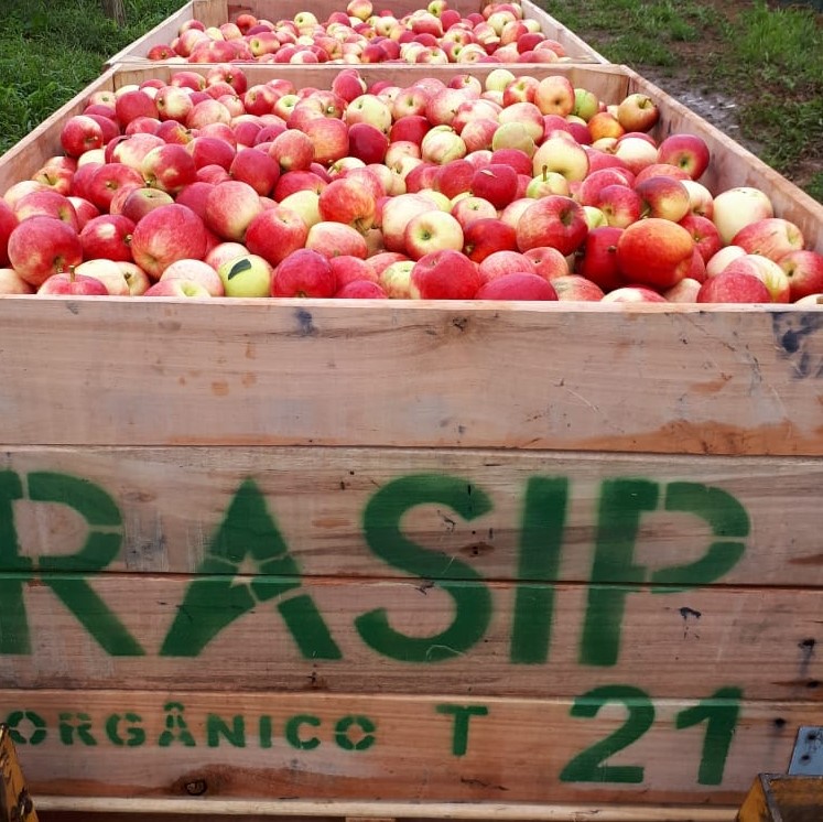 Rasip inicia colheita de 54 mil toneladas de maçã