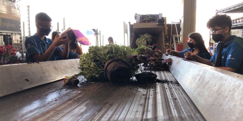 Com vendas prejudicadas, flores destinadas para o Dia da Mulher vão para o lixo