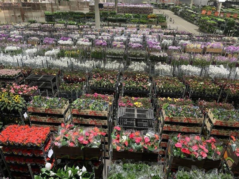 Produtores estão otimistas com a venda de flores e plantas para o Dia das Mães
