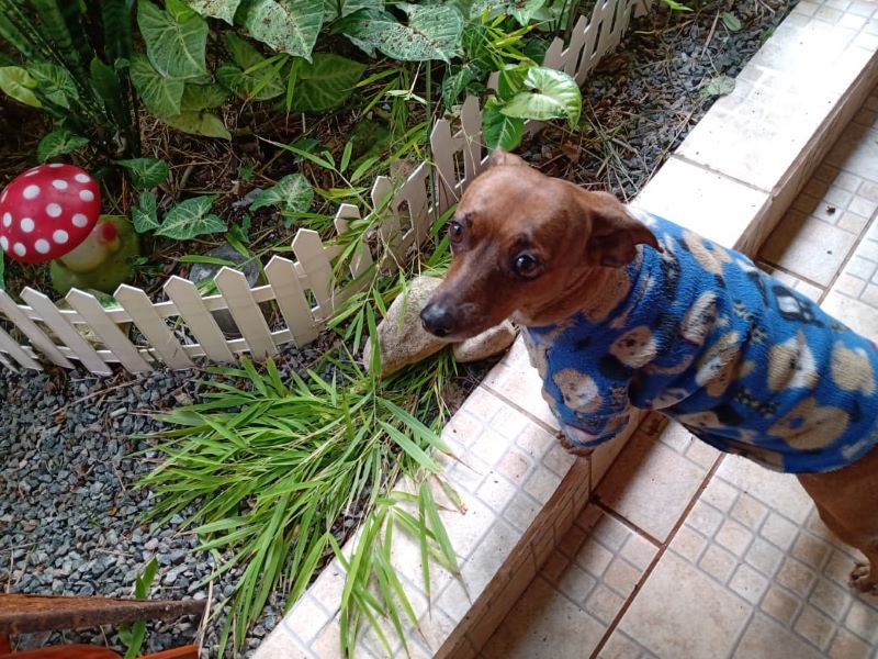 Mais da metade dos lares tem Pet e seguro saúde animal é opção