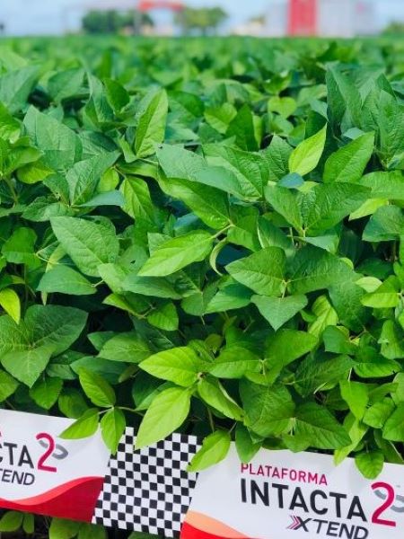 Bayer lança nova geração de soja que irá revolucionar o potencial produtivo do Brasil