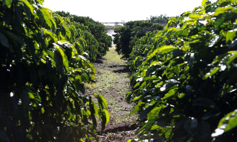 Governo ajudará a achar solução para perdas com geada em cafezais