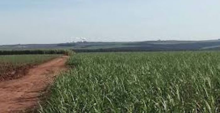 BrasilAgro realiza maior venda de fazenda da história por R$ 589 milhões