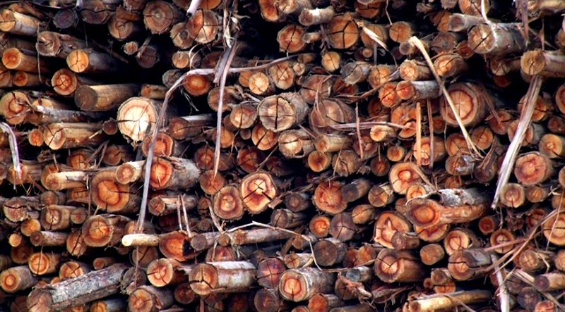 Valor das florestas plantadas cresce 21,3% puxado pelas exportações