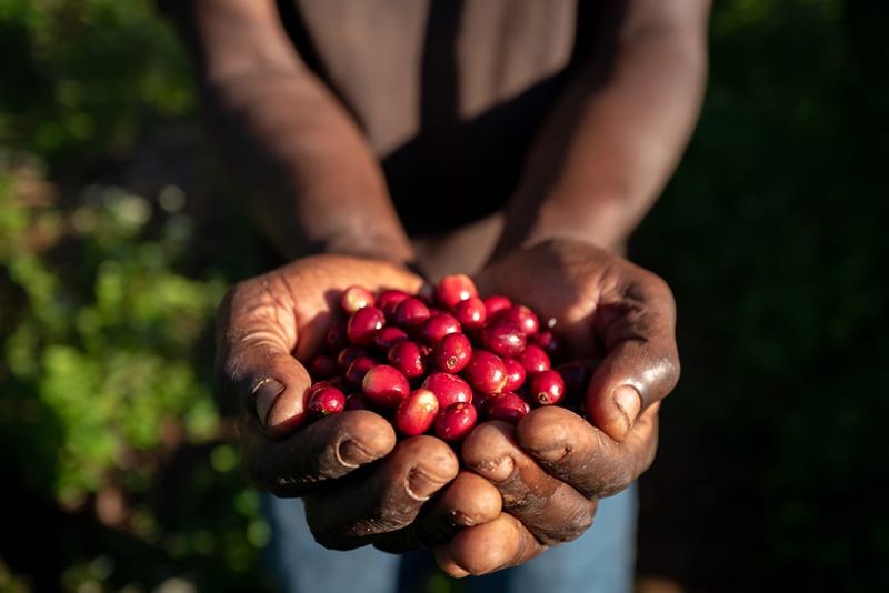 Nespresso comemora 15 anos no Brasil e paga US$ 10 milhões em prêmio na Safra 2021
