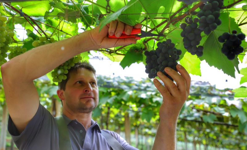 Colheita de uva já começou no Paraná