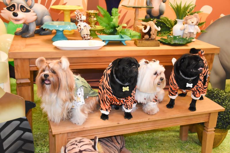 Curitiba ganha o primeiro buffet de festas pet friendly