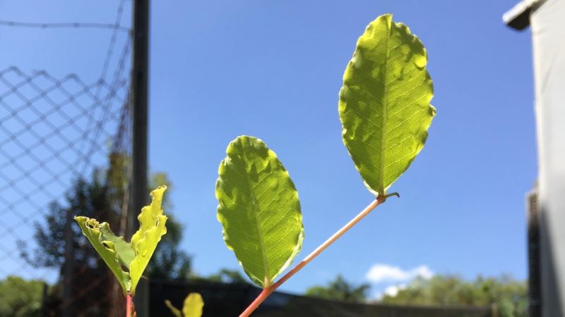 Carob House financia estudo que possibilita produção de alfarroba no Brasil