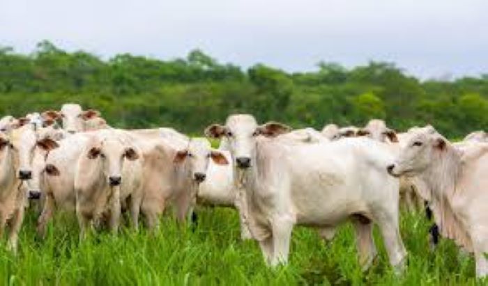 Cresce a procura por seguros pecuários e de animais no Brasil