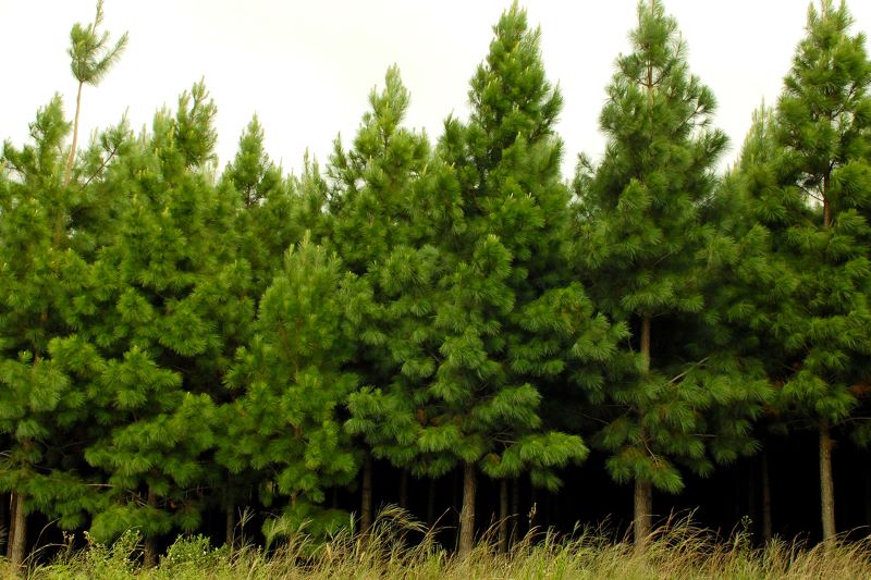 Guararapes lança Relatório GRI com ações estratégicas de sustentabilidade