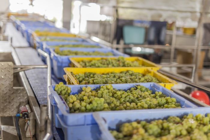 Cooperativa Vinícola Garibaldi abre vindima projetando colheita de 28 milhões de quilos
