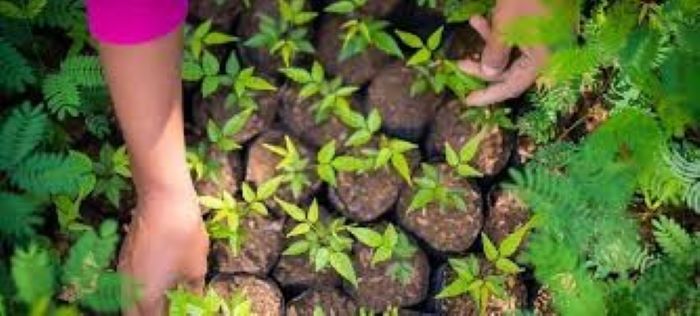 Capacitação correta facilita contratação por Empregos Verdes