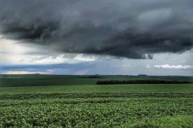 Chuvas acima das médias impactam produção agropecuária do Paraná