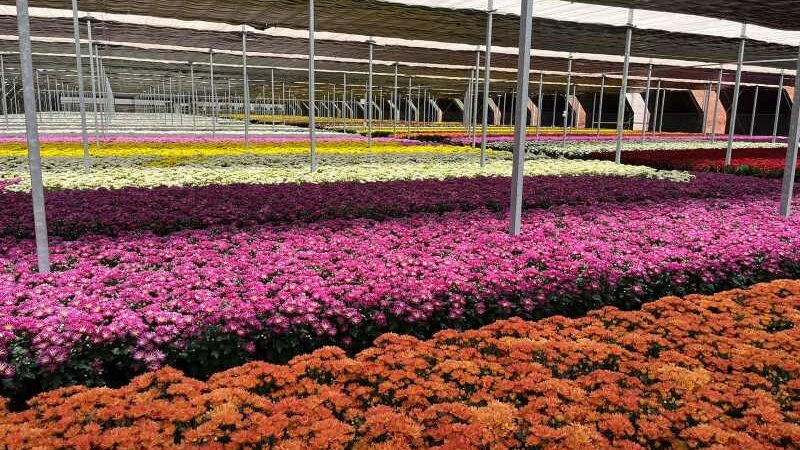 Venda de flores para Finados aumenta 6% e crescem novas formas de homenagens