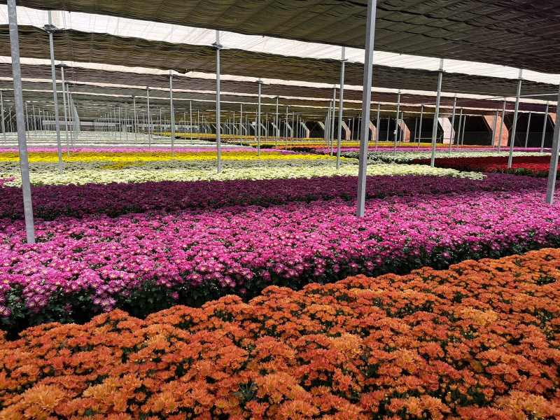 Venda de flores para Finados aumenta 6% e crescem novas formas de homenagens