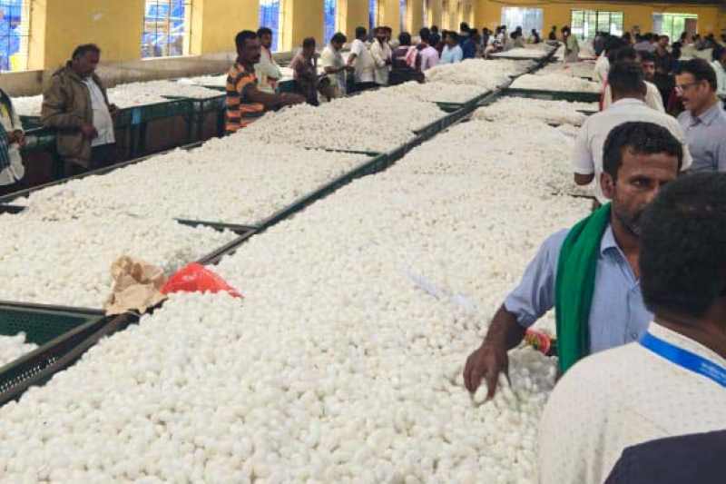 Paraná conhece experiência da Índia para impulsionar cadeia da sericicultura