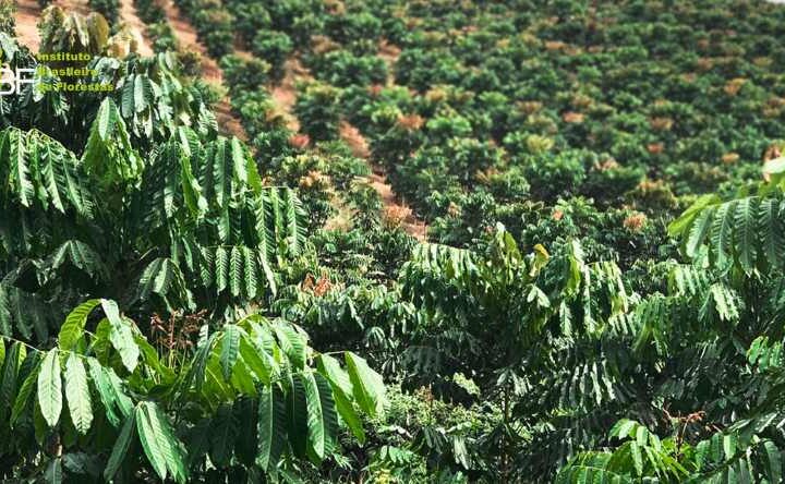 Produção florestal no país alcança recorde de R$ 47,9 bilhões em 2025