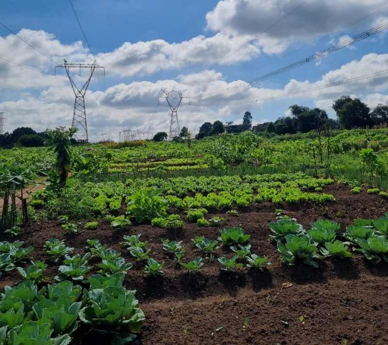 Jovens têm oportunidade de se emanciparem por meio da capacitação em produção agroecológica