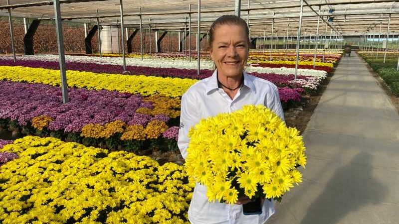 Setor de flores prevê alta de 7% nas vendas no Dia de Finados