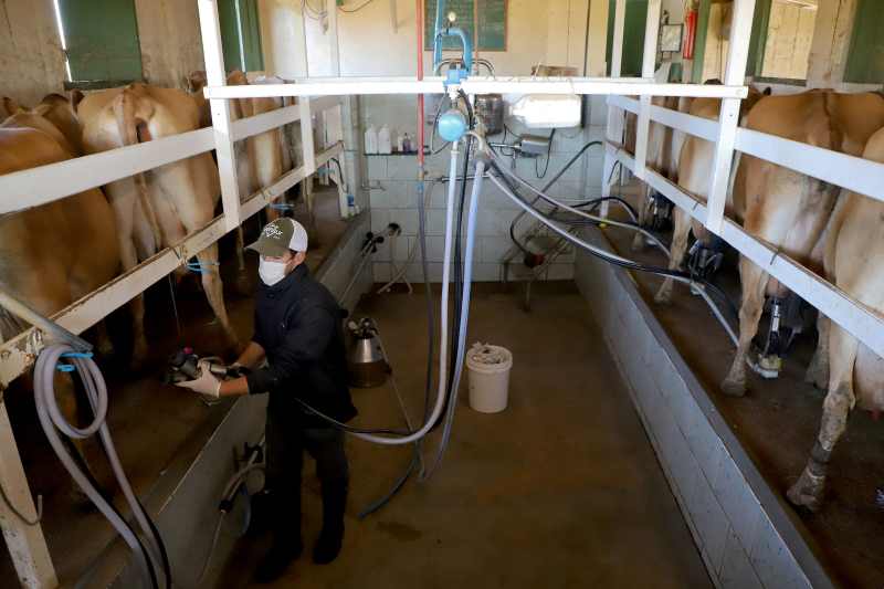 Volume de crédito do BRDE à cadeia do leite do Paraná cresce 84% em 12 meses