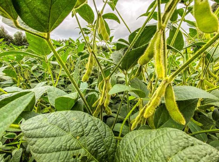 Complexo soja impulsiona agronegócio do Paraná com faturamento de US$ 2,94 bilhões até maio