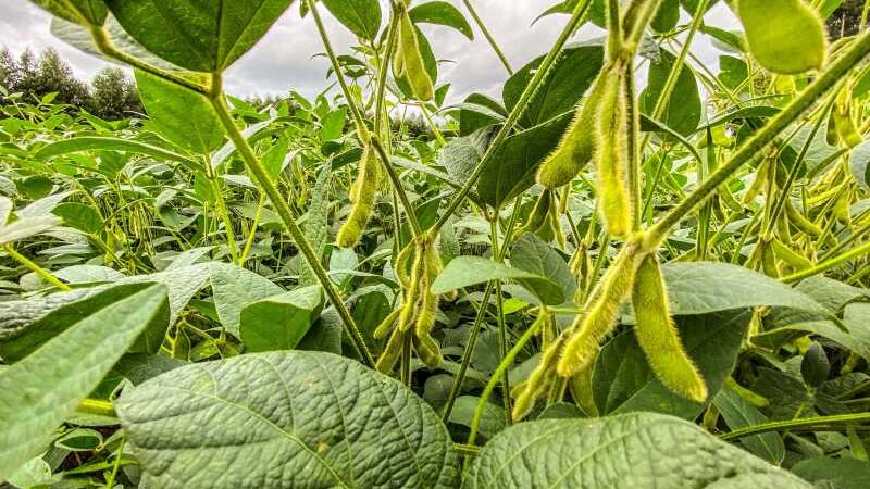 Complexo soja impulsiona agronegócio do Paraná com faturamento de US$ 2,94 bilhões até maio