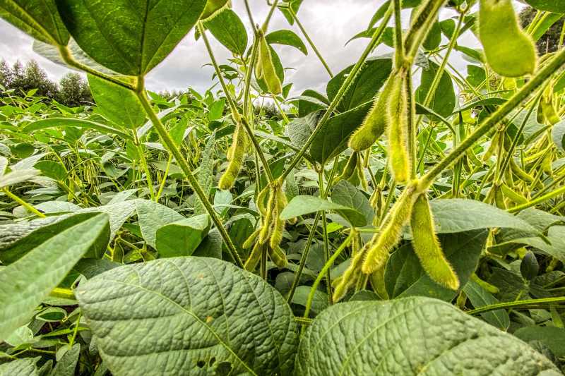 Complexo soja impulsiona agronegócio do Paraná com faturamento de US$ 2,94 bilhões até maio