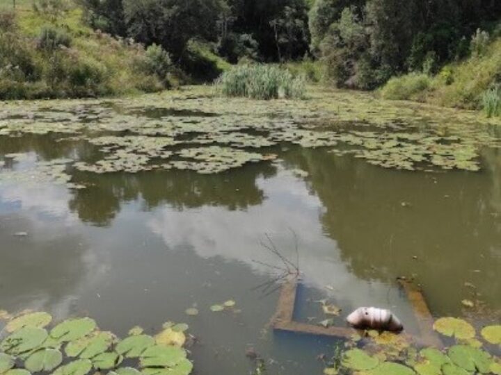 Grupo Boticário amplia investimentos em segurança hídrica