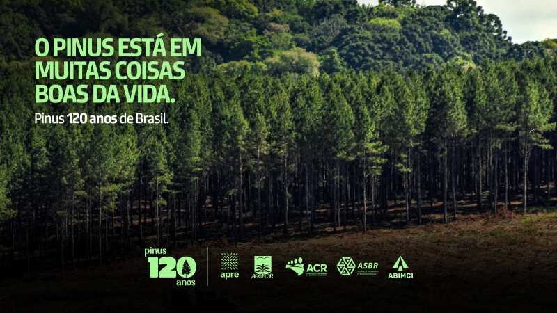 Campanha mostra importância econômica, social e ambiental do Pinus, após 120 anos no Brasil