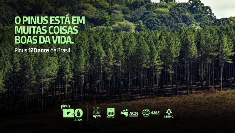 Campanha mostra importância econômica, social e ambiental do Pinus, após 120 anos no Brasil
